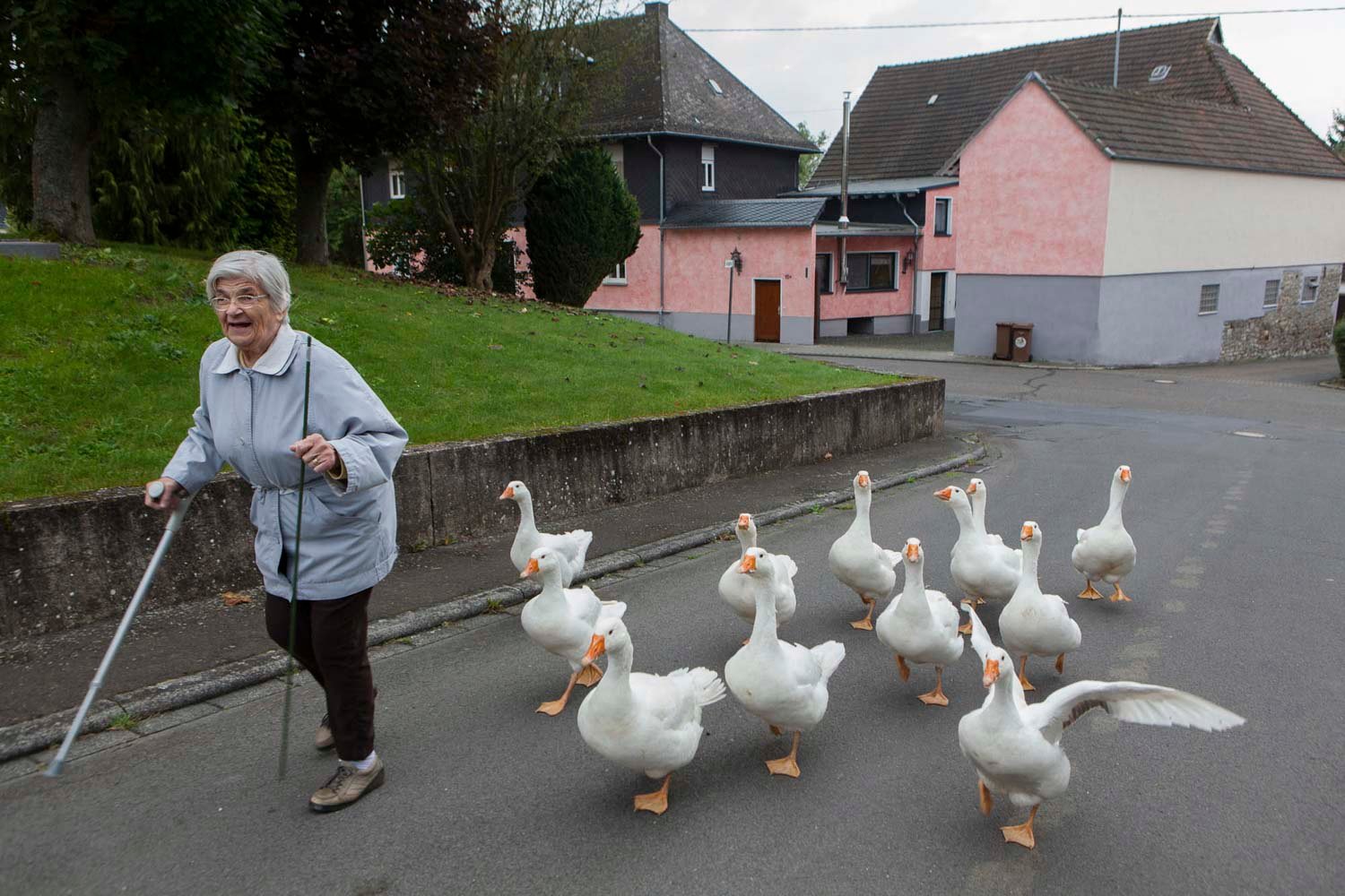 A woman walking outdoors followed by geese